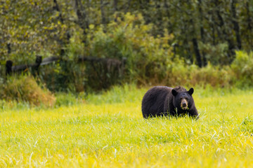 Braunbär im Wells Gray Provincial Park