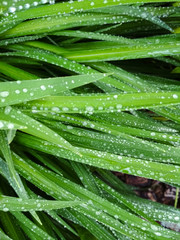 Leaves with drop of dew in morning on leaf. Green leaves hemerocallis.