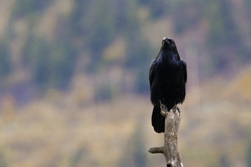 Krähe bei Lillooet Canada