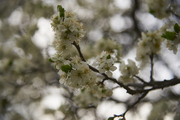 A branch of a plum blossom on a blurred background.