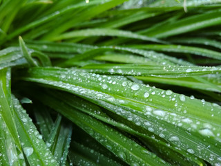 Leaves with drop of dew in morning on leaf. Green leaves hemerocallis.