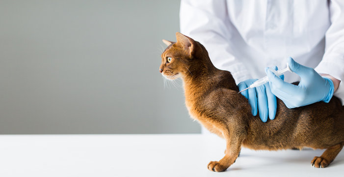 ginger cat for treatment at the veterinarian doctor preparing for vaccination. Treatment of pets and veterinary medicine.Place for text