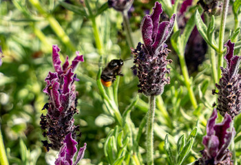 lavande et abeille