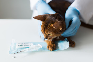 Cat stands on the table with the vet