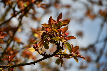 red spring leaves