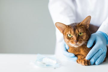 Red cat in the hands of a veterinarian