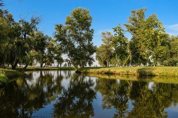 Three birch trees stand by the water