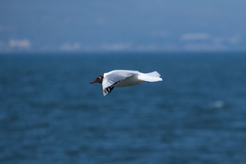 Black-headed Gull (Chroicocephalus ridibundus), Holywood, Northern Ireland, UK