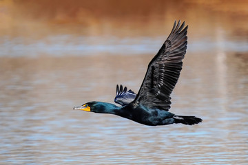 Double-crested cormorant flying low above the water - obrazy, fototapety, plakaty