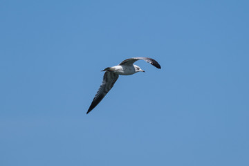 Mew Gull.(Larus canus), Holywood, Northern Ireland, UK