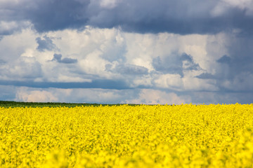 Obraz premium storm clouds over a yellow rape field
