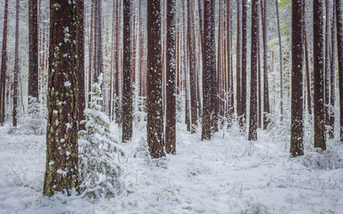 Late spring snow in the forest, unusual phenomena