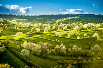 Spring Slovakia landscape. Nature fields with blooming cherries. Unique ecological land management. Polana region, Hrinova, Slovakia Europe. © Zedspider