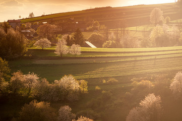Spring Slovakia landscape. Nature fields with blooming cherries. Unique ecological land management. Polana region, Hrinova, Slovakia Europe. © Zedspider