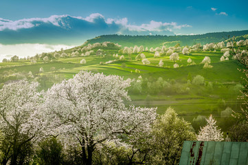 Spring Slovakia landscape. Nature fields with blooming cherries. Unique ecological land management. Polana region, Hrinova, Slovakia Europe. © Zedspider