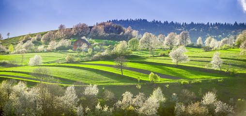 Spring Slovakia landscape. Nature fields with blooming cherries. Unique ecological land management. Polana region, Hrinova, Slovakia Europe. © Zedspider