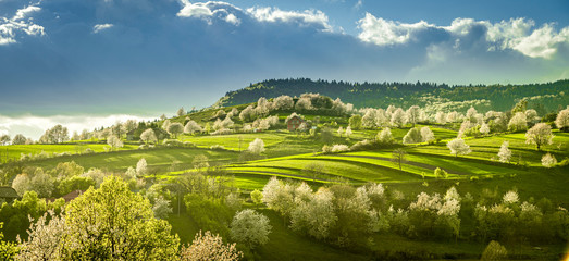 Spring Slovakia landscape. Nature fields with blooming cherries. Unique ecological land management. Polana region, Hrinova, Slovakia Europe. © Zedspider