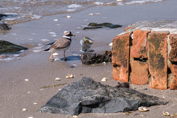Common Ringed Plover (Charadrius hiaticula), Holywood, Northern Ireland, UK
