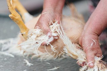 hands take apart a dead chicken remove feathers eco