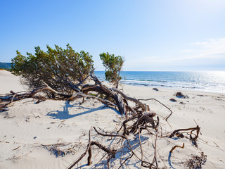 A wonderful juniper tree, twisted and immersed in the white sand of the dunes of Porto Pino, Sant'Anna Arresi, Sardinia, Italy