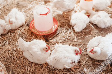 chicken in a village on a mini-farm hay white broilers