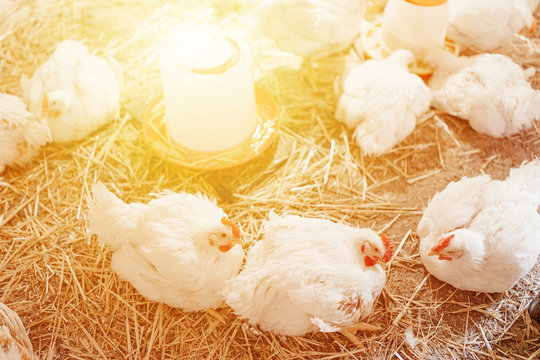 chicken in a village on a mini-farm hay white broilers
