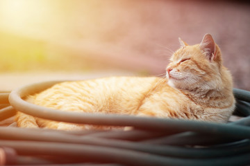 the cat lies resting and basking, squints