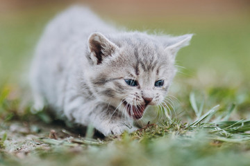 Naklejka na ściany i meble a very small kitten meows on the grass
