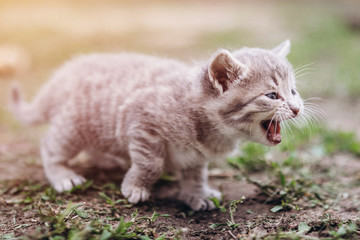 Obraz premium a very small kitten meows on the grass