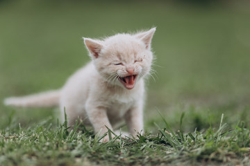 Naklejka na ściany i meble a very small kitten meows on the grass