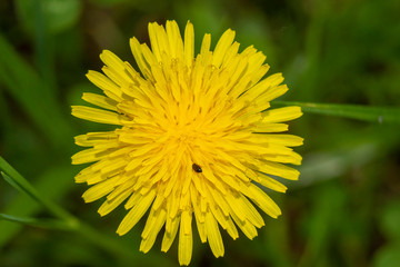 Close up marigold flower with a little insect inside 