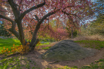 Japanese cherry tree in spring