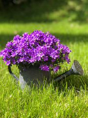 Purple Campanula flowers in watering can in spring garden.
