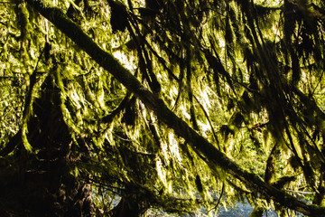 Cathedral Cove Urwald auf Vancouver Island