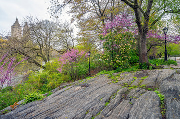 Japanese cherry tree in spring
