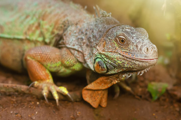 Closeup portrait of a green iguana, tropical reptile in natural conditions, lazy iguana relaxing in...