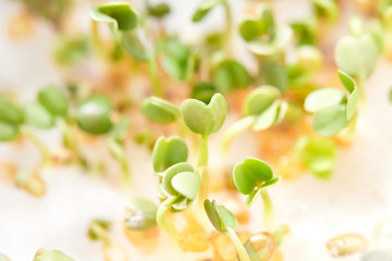 Microgreen sprouts, arugula and watercress, macro photo, close-up, top view.