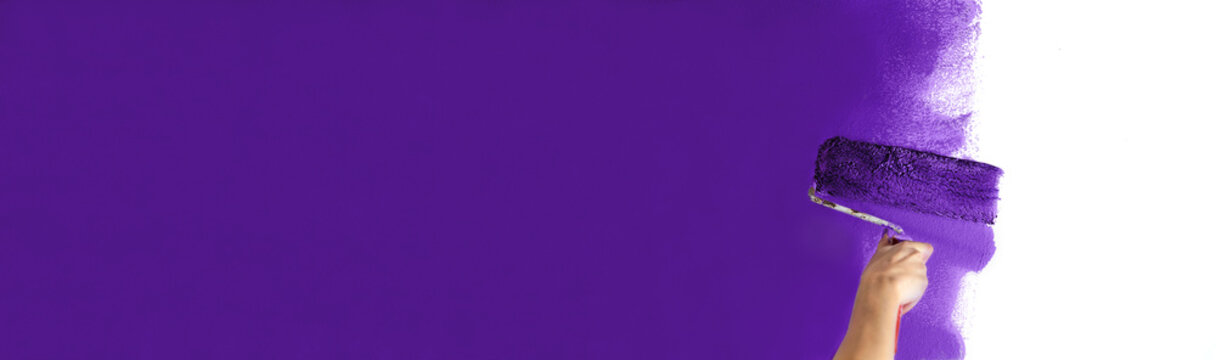 Human hand with large roller of paint begins to paint a white wall handicraft education contrast color sample color test tool renovation purple dark color warm color
