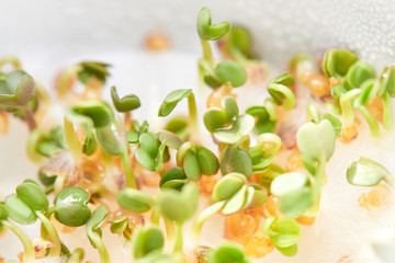 Microgreen sprouts, arugula and watercress, macro photo, close-up, top view.