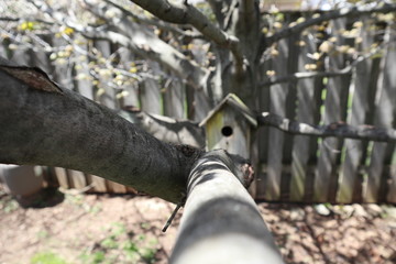 Obraz premium Birdhouse in tree