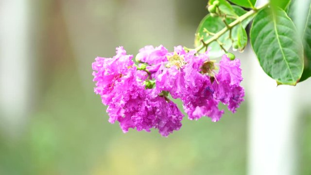 Pride of India , Queen's flower, Lythraceae flowers or Tabak trees, Bungor with green background.