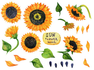 Sunflowers - bright summer mood floral collection. Watercolor illustration - isolated elements on white background