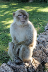 Macaque de Barbarie