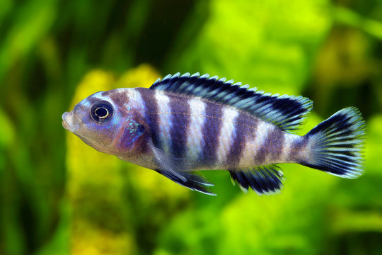 Cobalt Blue African Cichlid Lake Malawi