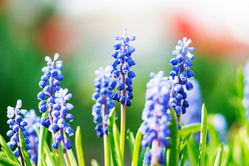 Flowers with blue buds in the garden