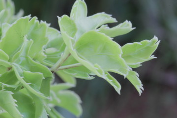 Fototapeta na wymiar The texture and fresh leaf