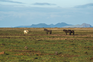 Icelandic Horses in the field