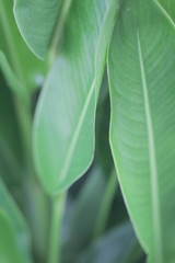 The texture and fresh leaf