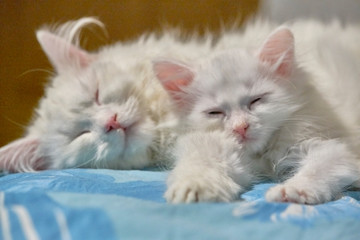 two white cats sleep in each other's arms close-up