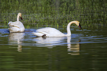 Trumpeter swans in Yellowstone National Park, Wyoming